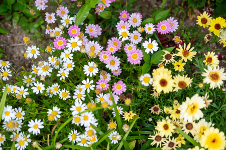 A mix of blooming flowers with pink, white and yellow, in the gardenの写真素材