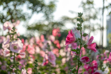 Pink Hollyhocks in the garden with blurred bokeh background