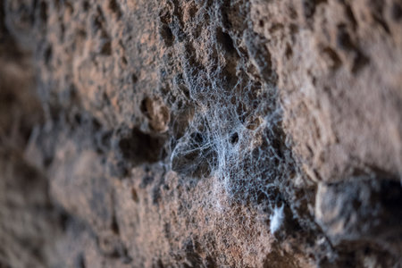 Old brick wall with spider webの写真素材