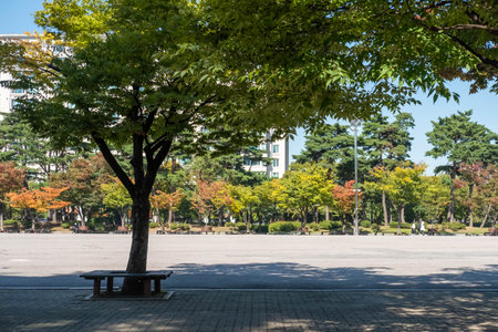 View of Yeouido Park, walkway with colorful leaves tree in autumn.の写真素材