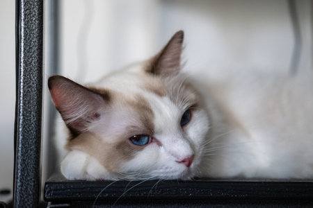 Cute, sleepy cat, looking into the camera