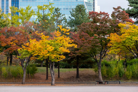 View of Yeouido Park, walkway with colorful leaves tree, autumn foliage. It is a park in...
