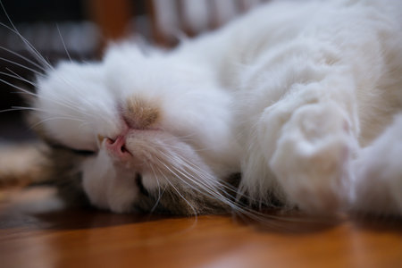 Cute fluffy white cat sleeping on the table with funny pose. Mixed breed cat between Maine Coon and Scottish Fold.の写真素材