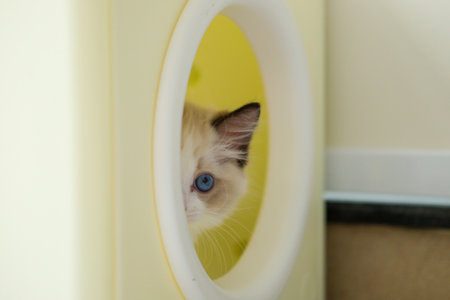 2 months old ragdoll kitten wondering around the cat shelter. domestic catの写真素材