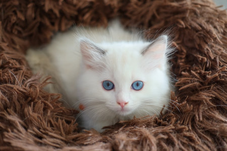 2 months old ragdoll kitten lying on the cat bed cushion, domestic catの写真素材