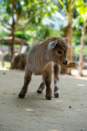 Brown kid, a baby goat standing on the floorの写真素材