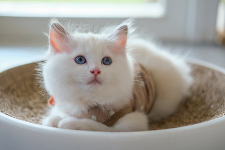 2 months old, ragdoll kitten on the cat scratching board, domestic catの写真素材