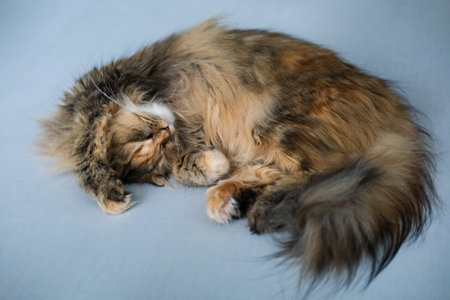 Fluffy cat lying on the floor with funny pose. Mixed breed cat between Maine Coon and Scottish Fold.の写真素材