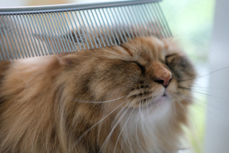 Human petting the cute fluffy brown cat.の写真素材