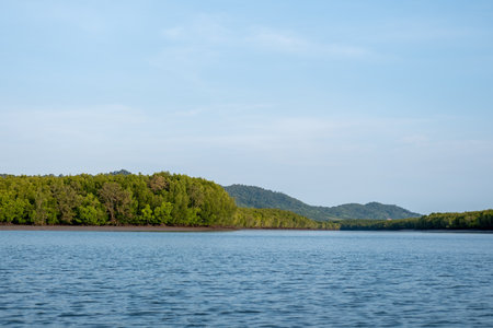 Mangrove forest, including trees and shrubs that grow in saline coastal habitats in the tropics and subtropicsの写真素材