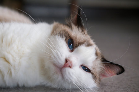 Cute Ragdoll cat lying on the floorの写真素材