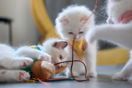 2 months old ragdoll kittens playing with a cat teaser together. domestic catの写真素材