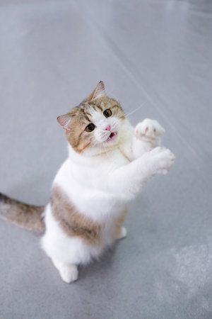 Brown tabby and white cat playing with the cat teaserの写真素材