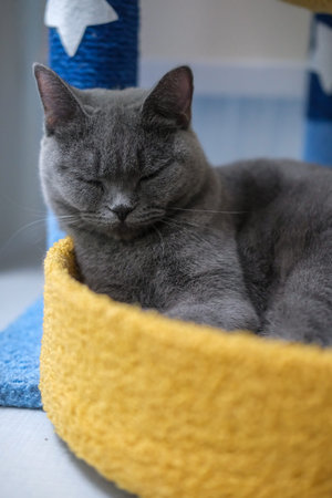 8 months old sleepy British Blue, British Shorthair cat lying on the cat bed.の写真素材