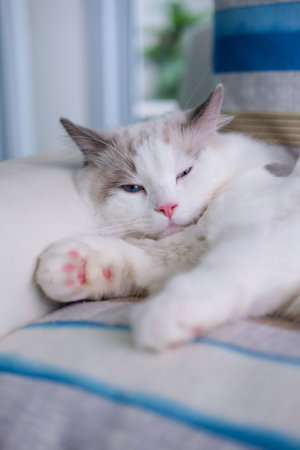 9 months old male ragdoll kitten lying on the couch, domestic catの写真素材