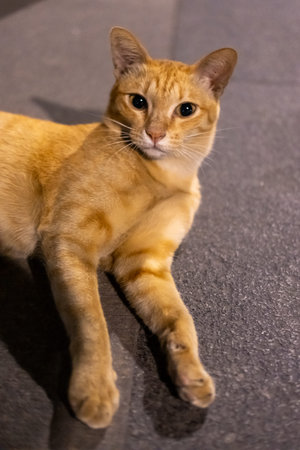 Close up of Thai orange cat lying on the floor