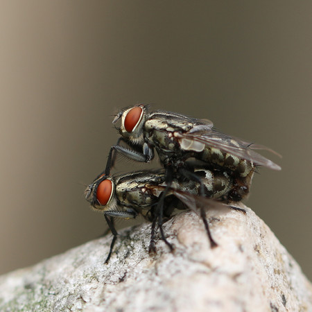 a couple of flies matingの写真素材