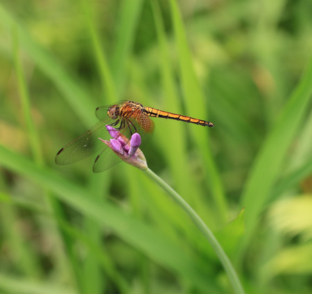 a dragonfly on the flower in gardenの写真素材
