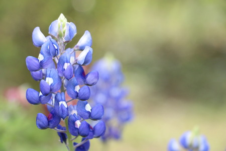 Lupine flowers, purple Lupine flowers blooming in the gardenの写真素材