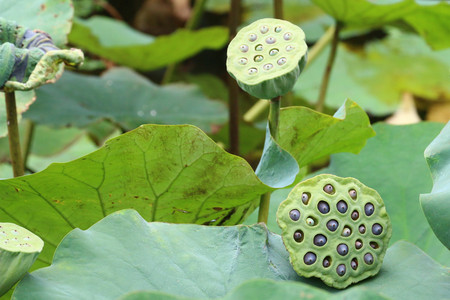Seedpods of Lotus flower in the lake の写真素材