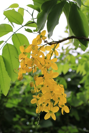 Golden shower tree flowers and buds hanging on the branch の写真素材