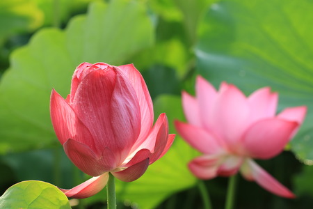 Lotus flowers,blooming pink lotus flowers in the lakeの写真素材