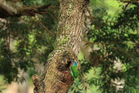 a colorful bird Muller's Barbet feeding on the tree holeの写真素材