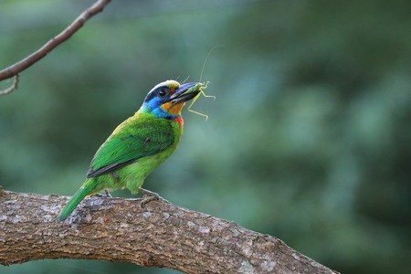 Muller s Barbet,a colorful bird Muller s Barbet biting insect on the tree trunkの写真素材