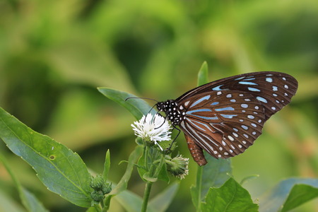 Blue Spotted Milkweed butterfly,a butterfly on the blooming flower
