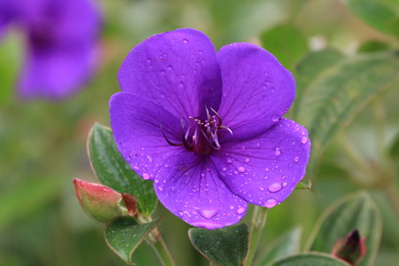 Common Melastoma flower,purple flower with raindrop blooming in the gardenの写真素材