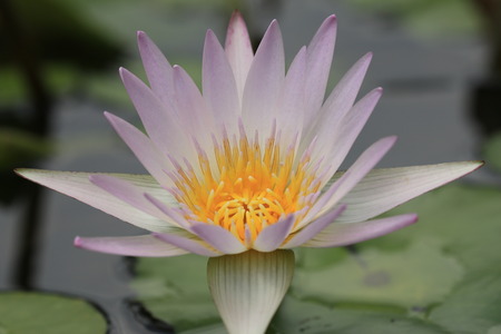 Water Lily flower,closeup of white with purple Water Lily flower in bloom の写真素材