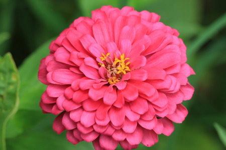 Chrysanthemum flower,red Chrysanthemum flower in bloomの写真素材