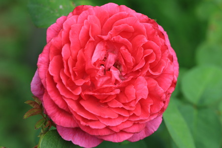 The Dark Lady Rose,red rose blooming in the garden with green backgroundの写真素材