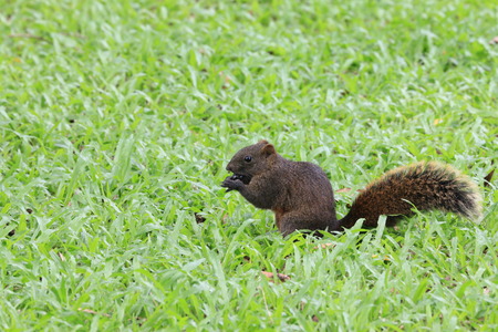 Squirrel,a squirrel eating food on the meadow