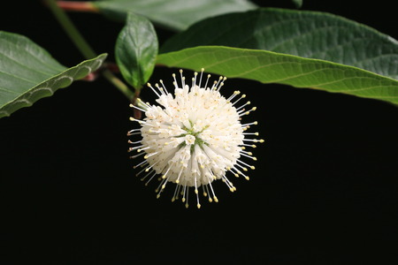 Buttonbush flower,white and yellow Buttonbush flower with green leaves in background