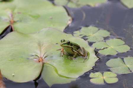 Frog and Water Lily leaf,a frog resting on the water lily leafの写真素材