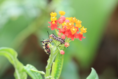 Milkweed flowers and caterpillars,two caterpillars on the red and yellow Blood-flower Milkweedの写真素材