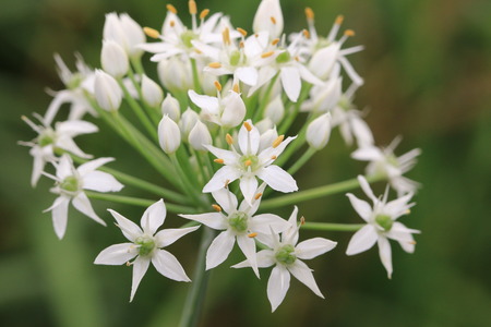 Chinese Chive flowers,closeup of white Chinese Leek flowersの写真素材