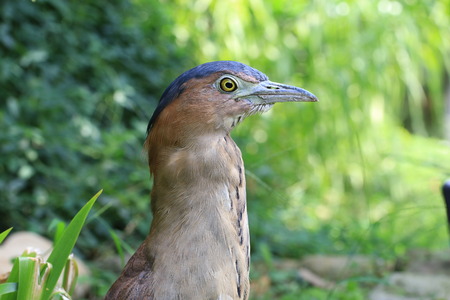 Malayan Night Heron,closeup of a bird head,Tiger Bitternの写真素材