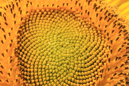 Sunflower macro shot,closeup of the beautiful sunflowerの写真素材