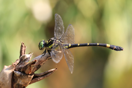 Anotogster Sieboldill dragonfly,a black with green dragonfly on the withered petalの写真素材