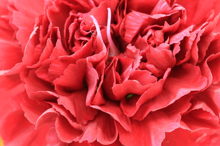 Carnation flower,closeup of red Carnation flower in full bloom,Clove Pink flowerの写真素材