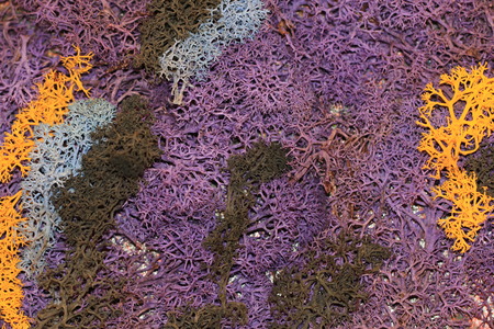 colorful dry coral,dried coral with purple,yellow,blue and green colors,abstract structure backgroundの写真素材