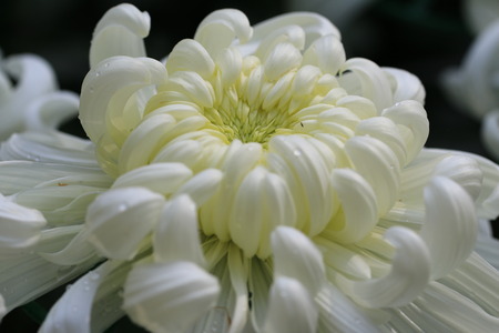 Chrysanthemum flower,closeup of white Chrysanthemum flower in full bloomの写真素材