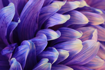 Chrysanthemum flower,closeup of blue with purple Chrysanthemum flower in full bloomの写真素材