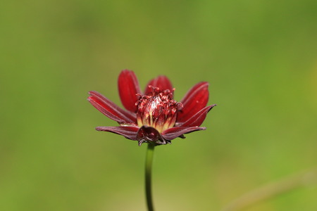 Chocolate Cosmos flower,a red with brown Chocolate Cosmos flower in full bloom with green backgroundの写真素材