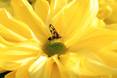 Chrysanthemum flower and insect,closeup of yellow Chrysanthemum flower in full bloom