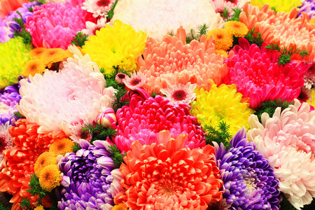 Chrysanthemum flowers,closeup of purple,red,orange,yellow and pink Chrysanthemum flowers in full bloomの写真素材