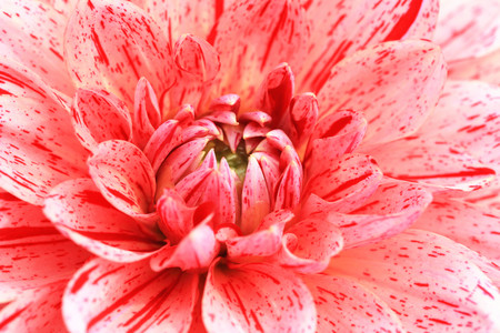 Dahlia flower,closeup of red with white Dahlia flower in full bloom in gardenの写真素材