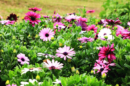 Blue-eyed Daisy,African Daisy,Cape Daisy,Spoon Daisy,red,purple and white African Daisy flowers in full bloom in the gardenの写真素材